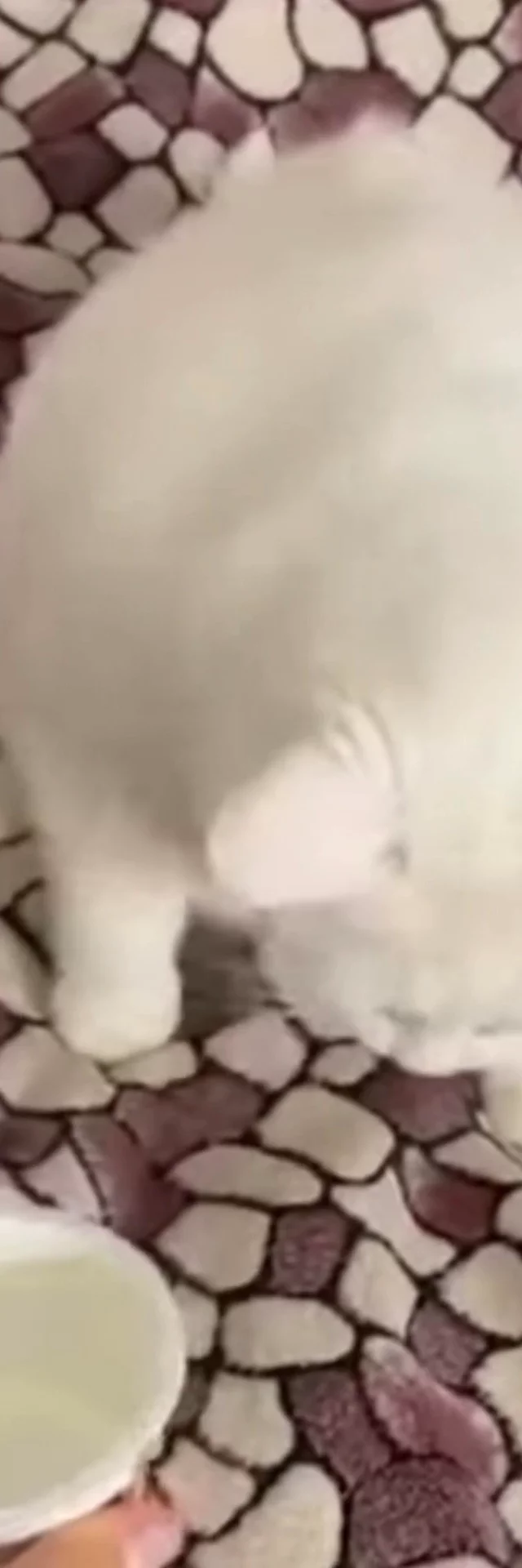 Comida para gatos