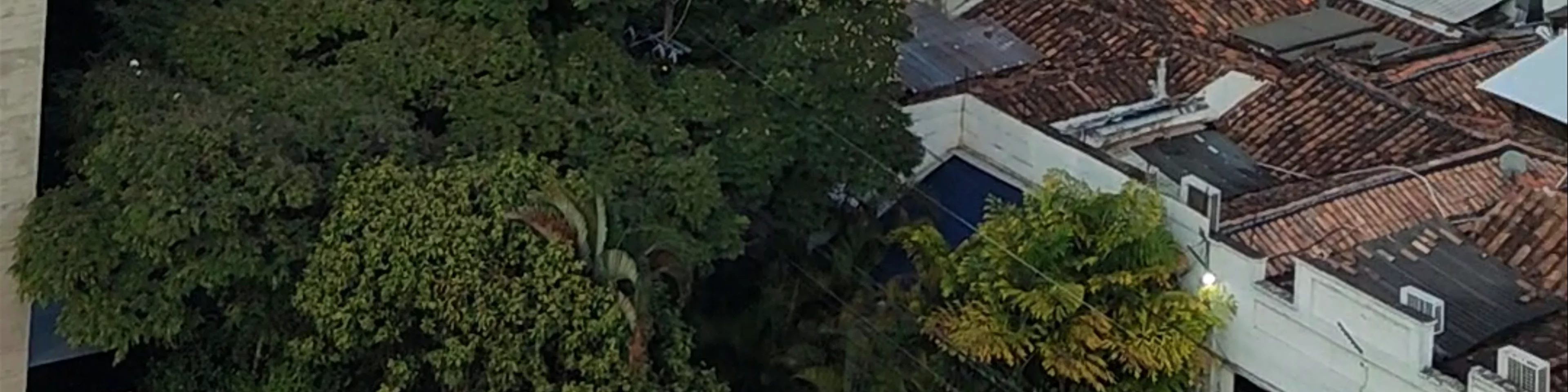 Mosquito Rooftop