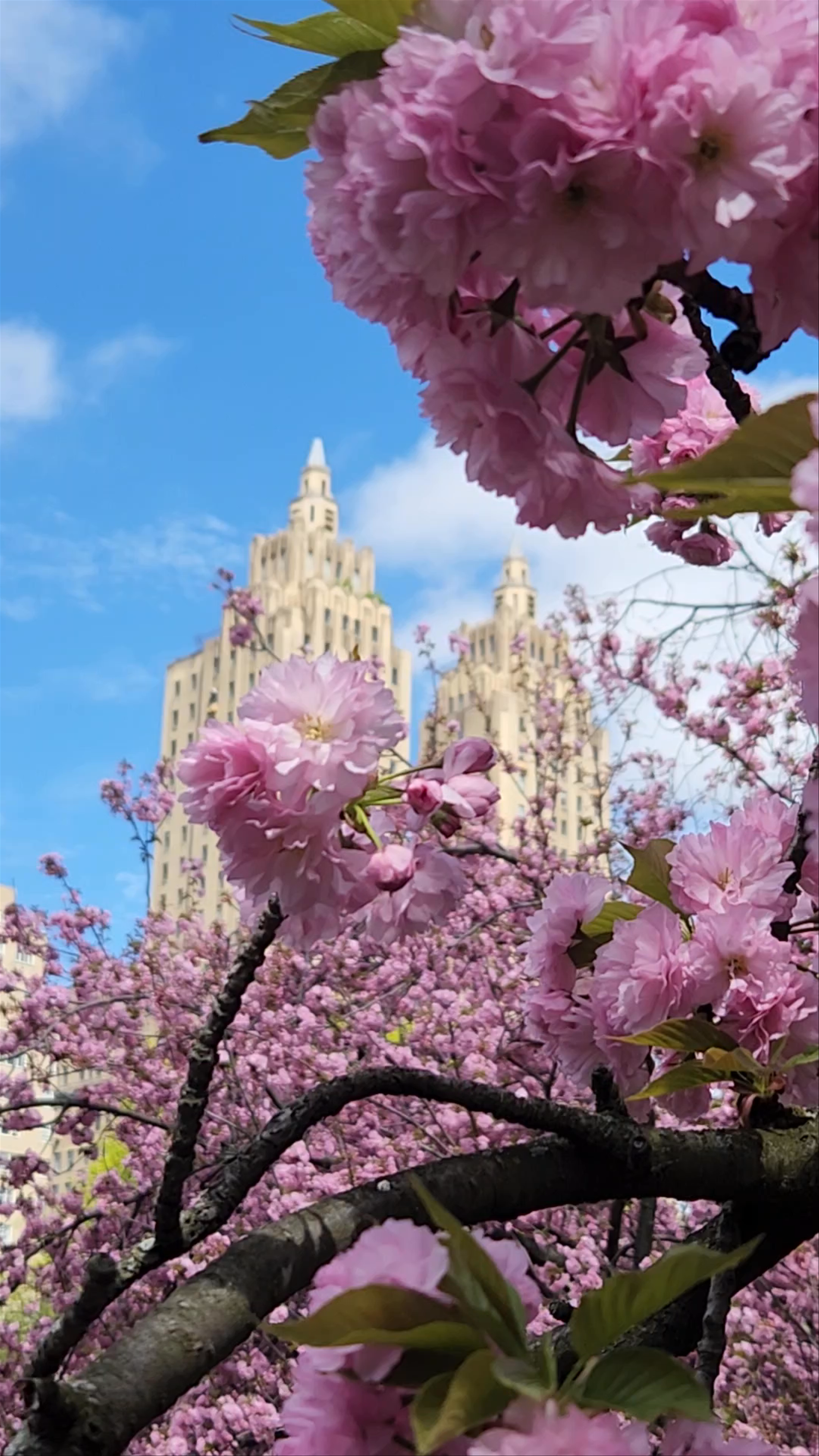 Spring Blooms at the Reservoir, Central Park, New York