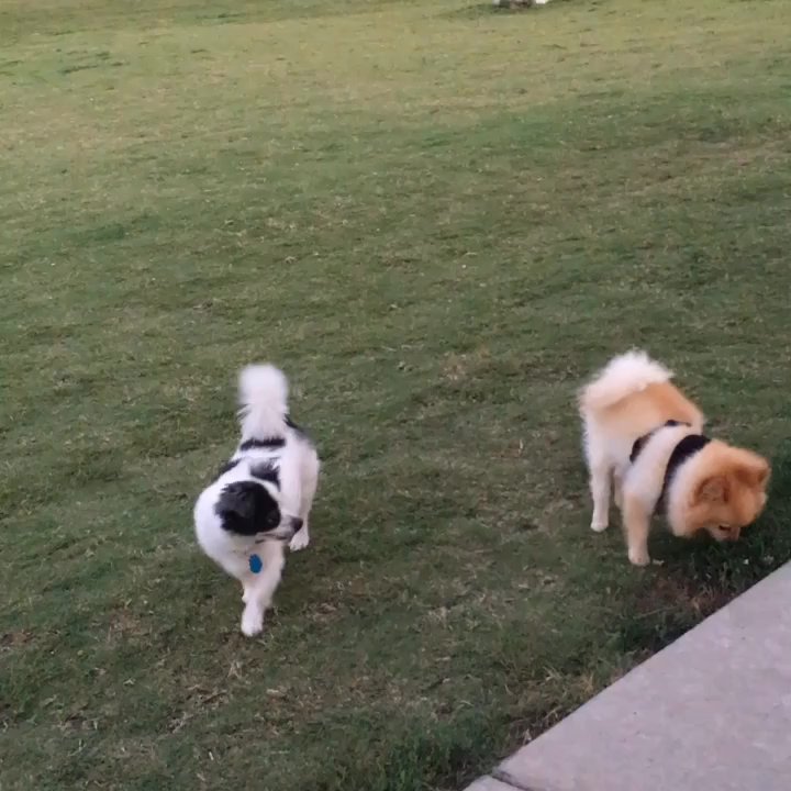 ZBonz Dog Park - Little one having fun - Dog Parks Near Me - Fort Worth, Texas