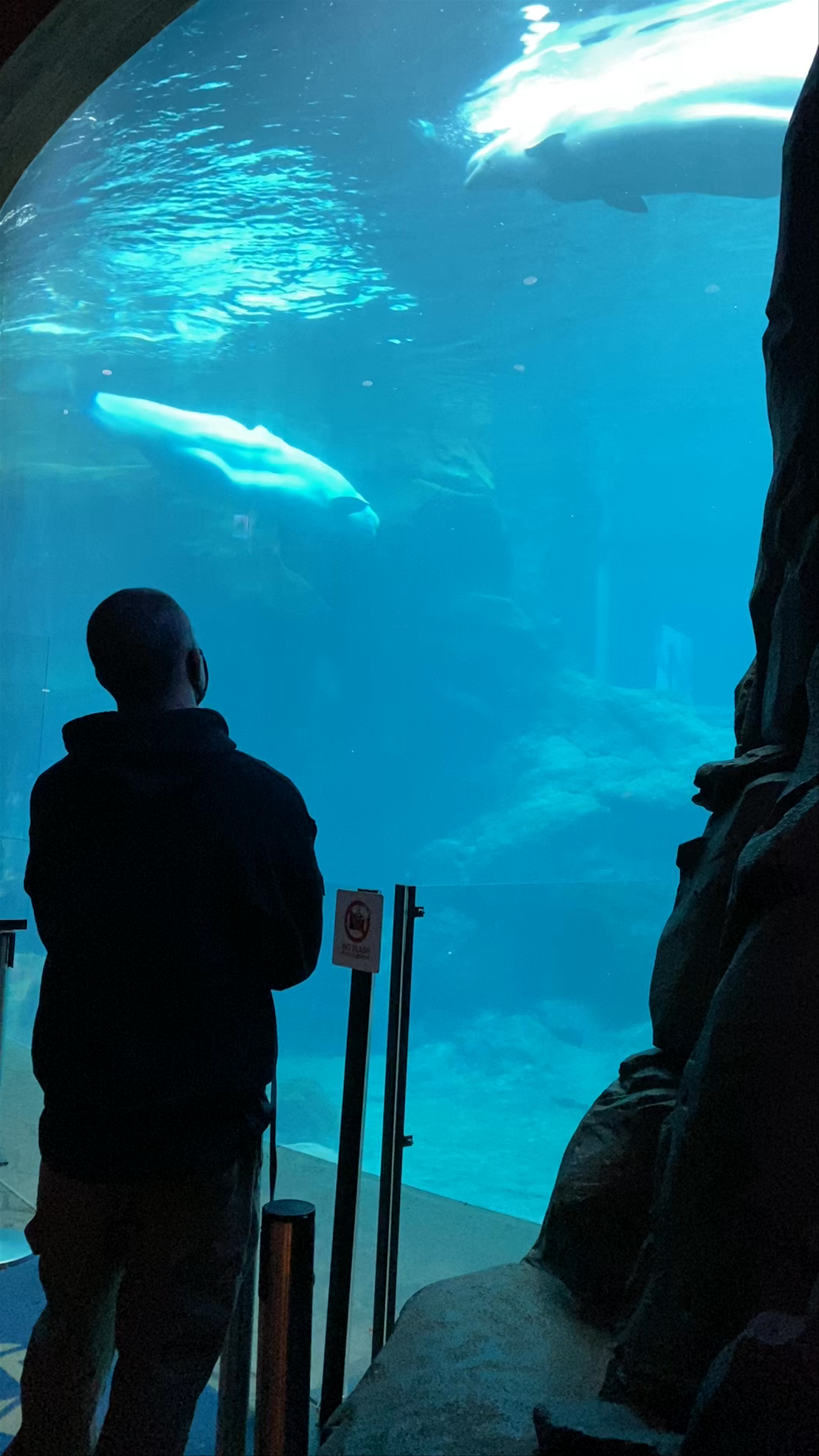 Mesmerizing Beluga Encounter at Georgia Aquarium in Atlanta