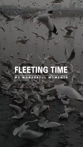 Photo of Syberian seagulls in