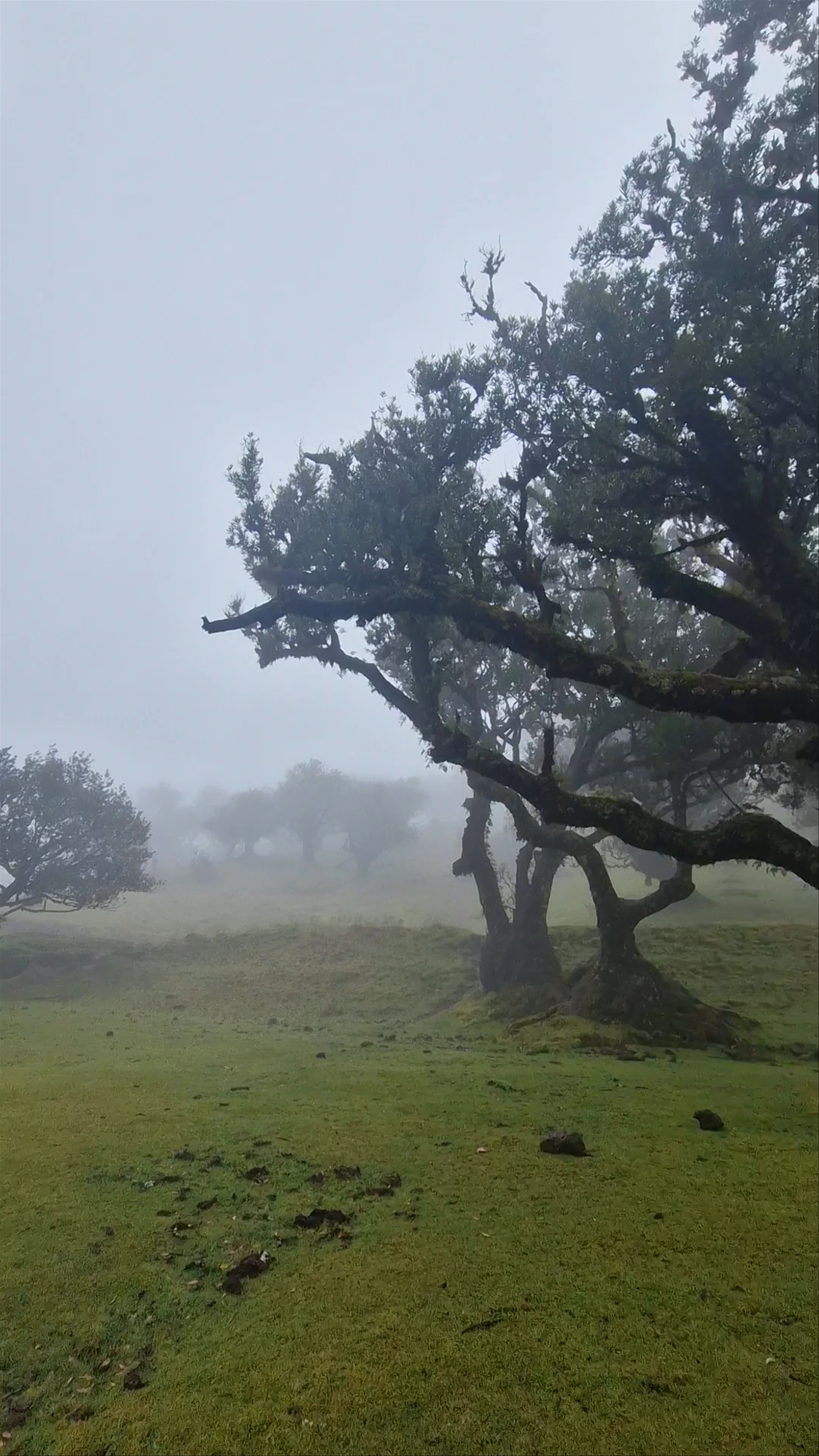 Mysterious Mist and Ancient Trees at Fanal Forest, Madeira, Portugal