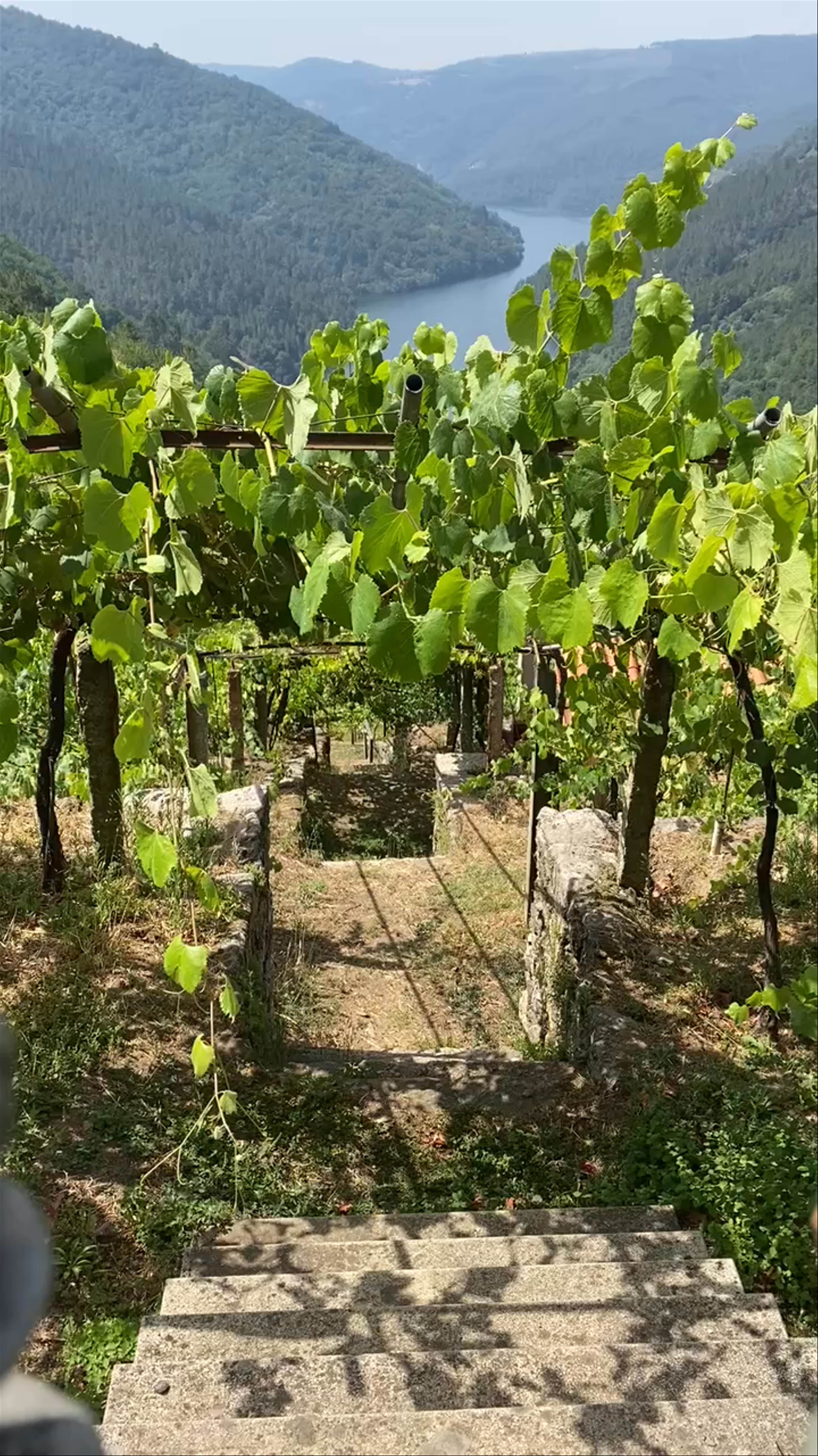 Abadía da Cova - Adegas Moure