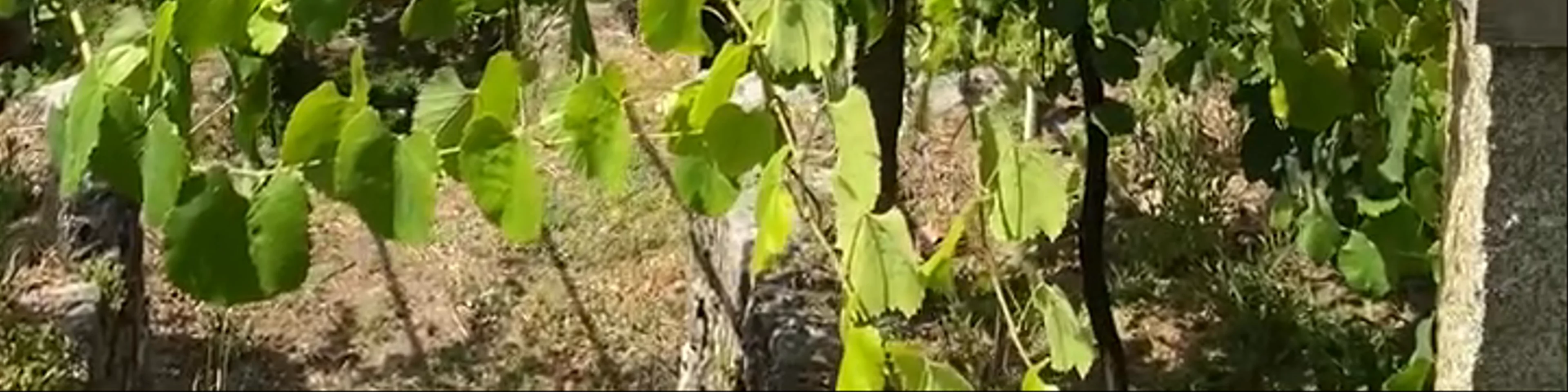 Abadía da Cova - Adegas Moure