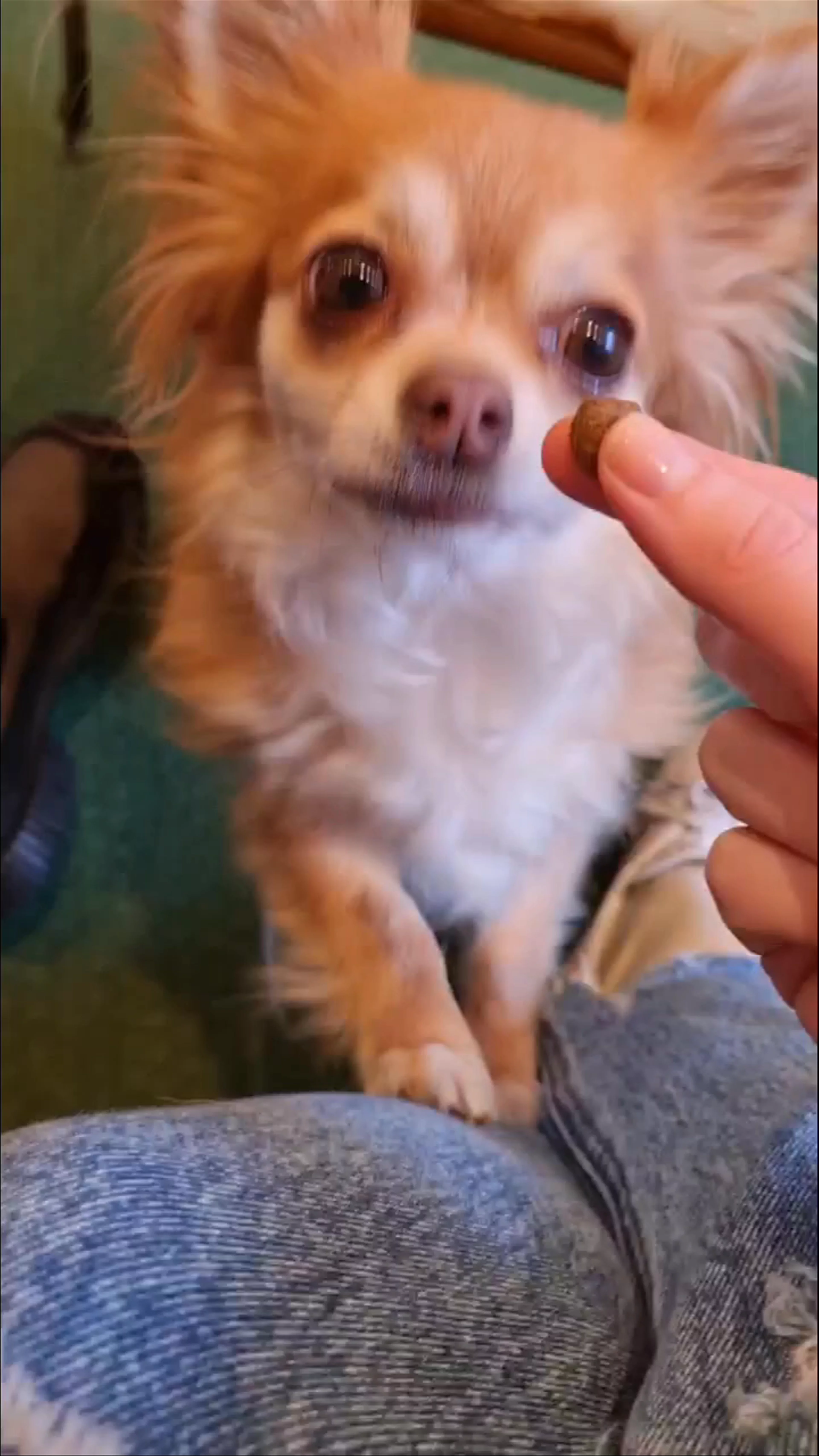 Edinburgh Chihuahua Cafe