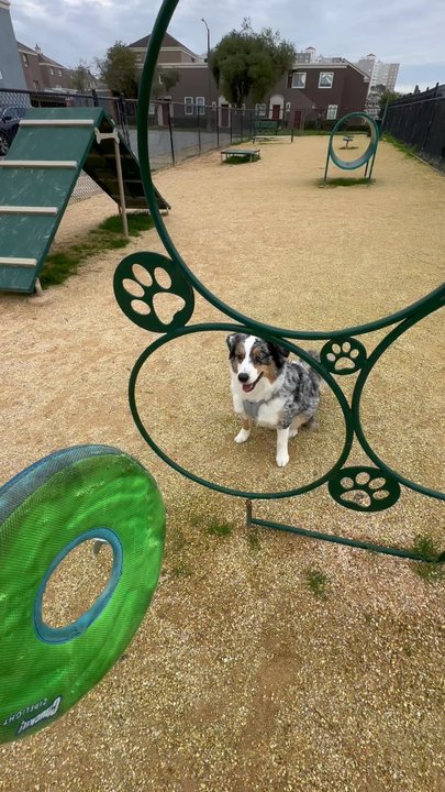 Bark Park - First time jumping through a hoop! - Dog Parks Near Me - San Francisco, California