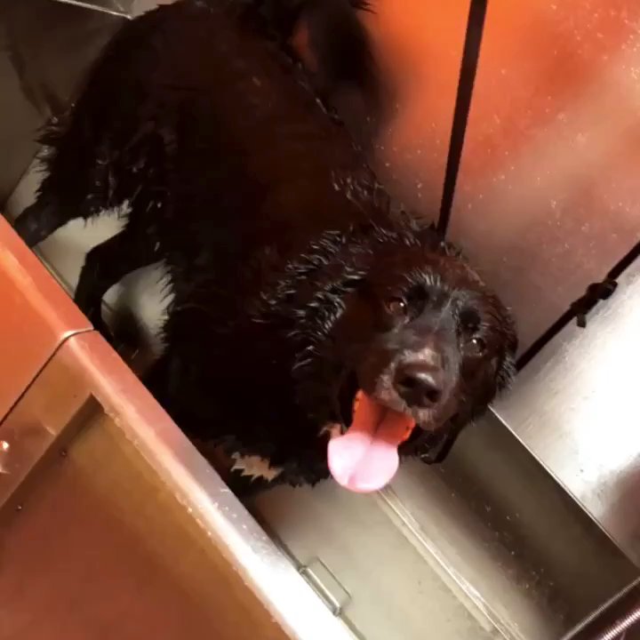 Pet Pause - Self Grooming Station with provided shampoo, conditioner, colognes and more!! - Pet Groomers Near Me - Charlotte, North Carolina
