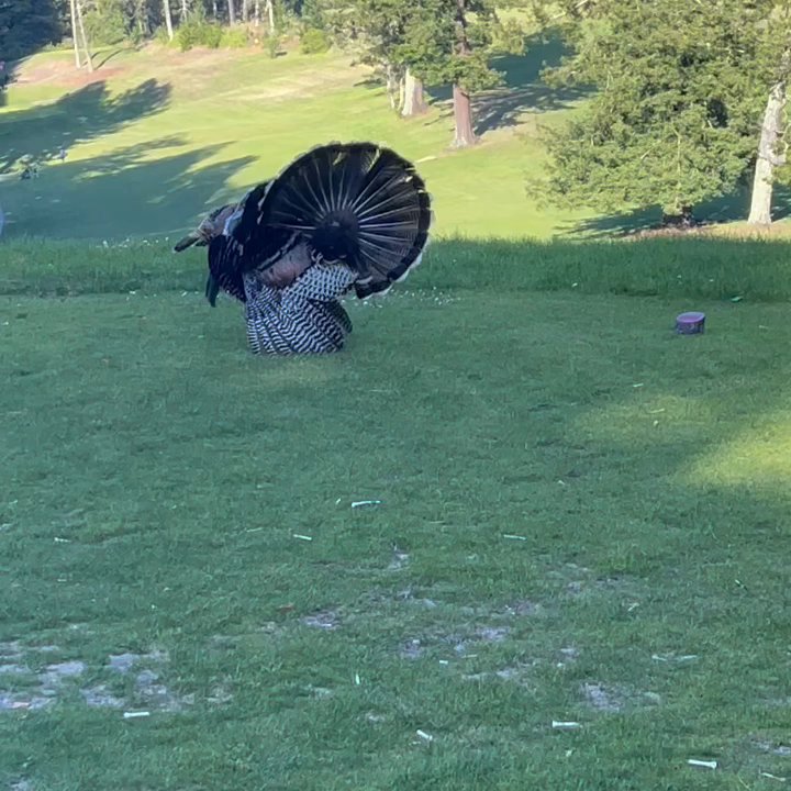 Tilden Park Golf Course - Golf Near Me - Berkeley, California