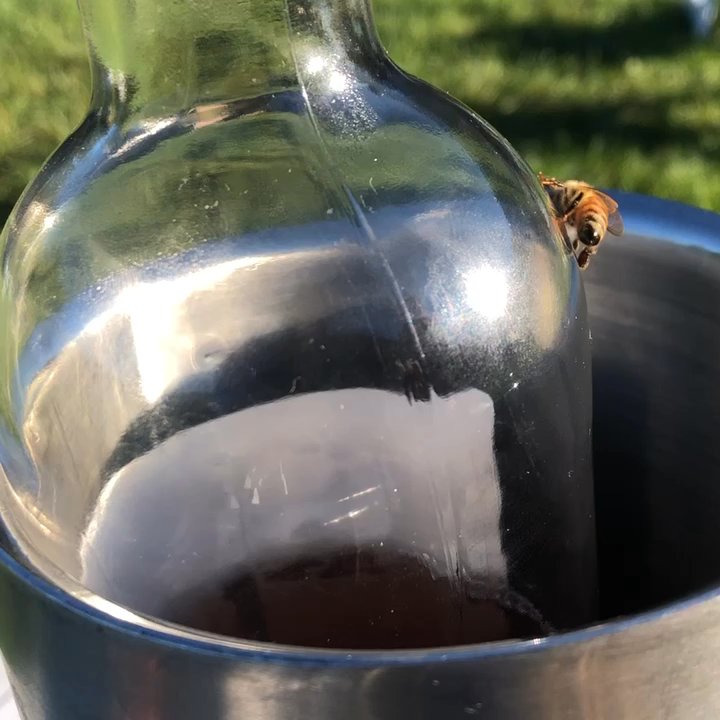 Lost Acres Vineyard - And this is my other honeybee - Wineries Near Me - Granby, Connecticut