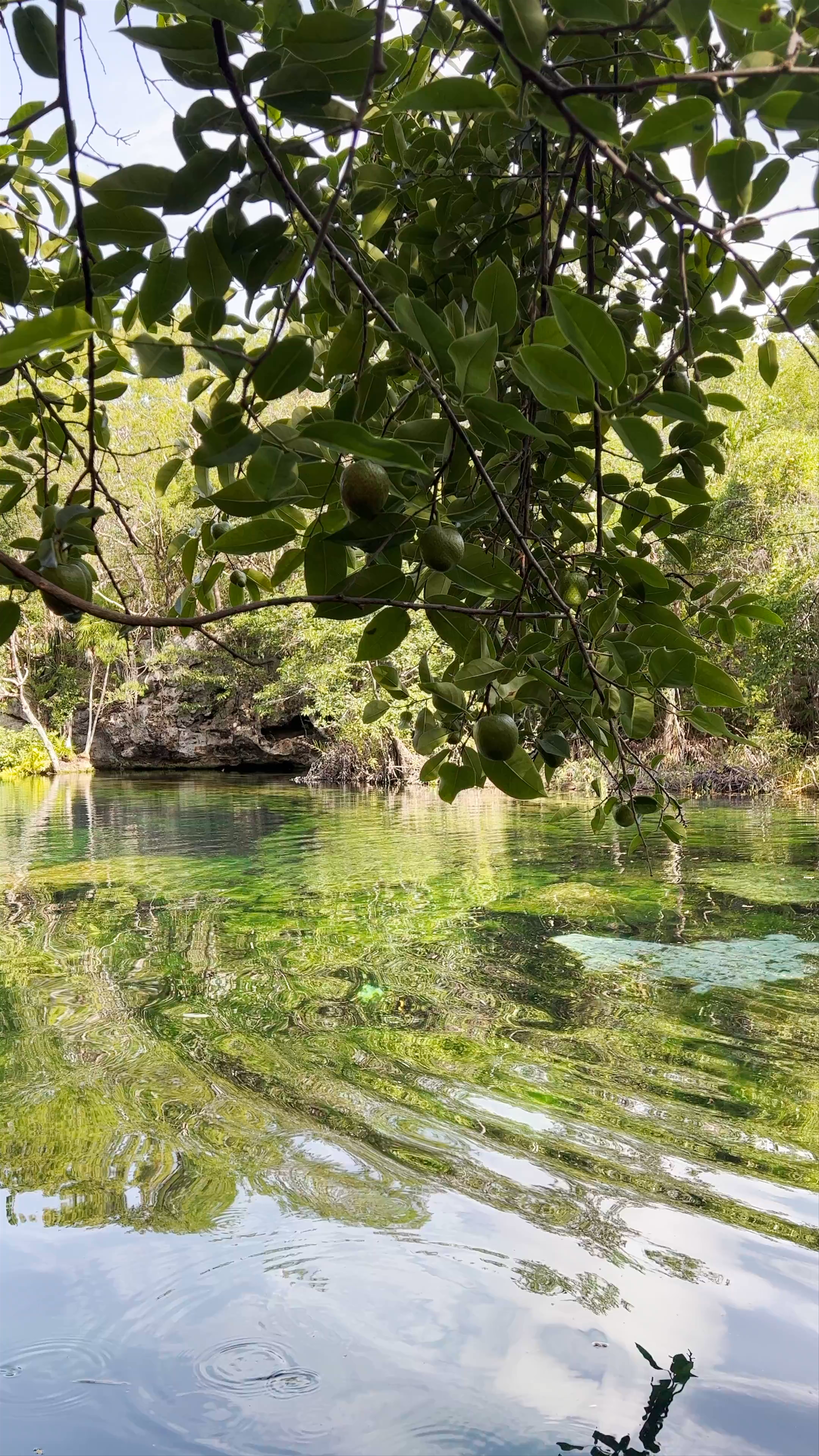 Cenote Ponderosa: Crystal Clear Waters in Quintana Roo