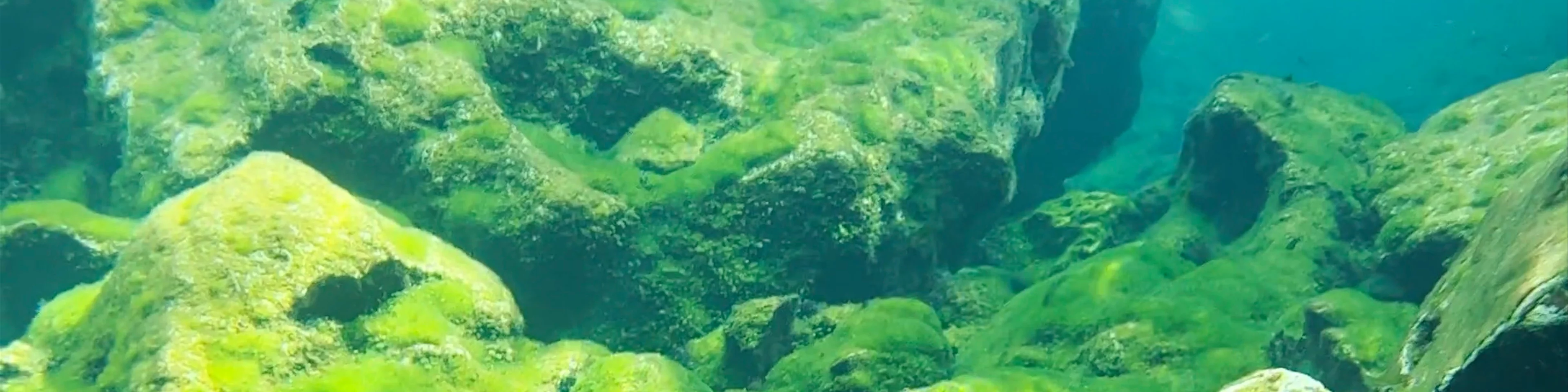 Cenote Ponderosa
