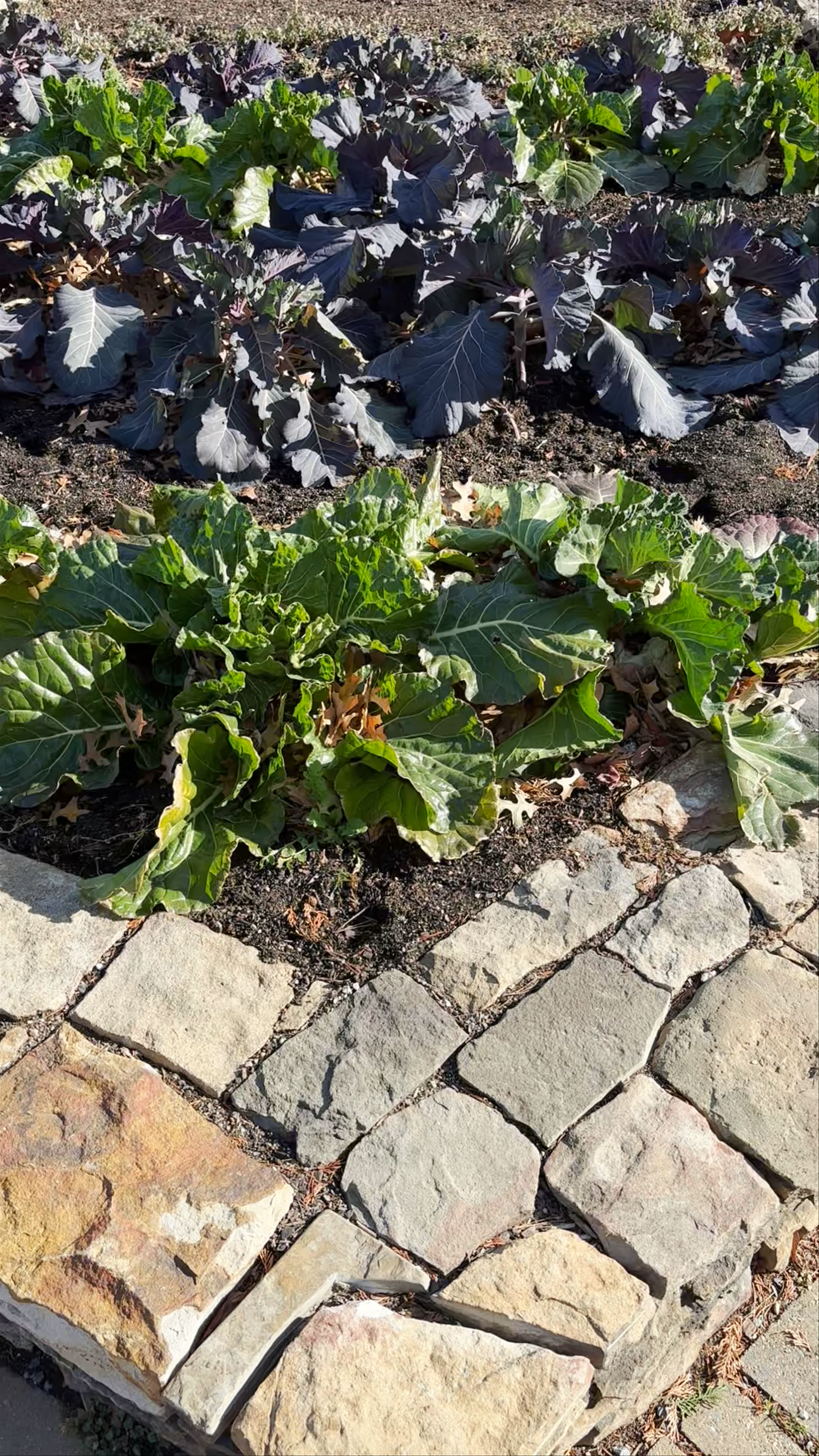Bartholdi Fountain and Gardens (U.S. Botanic Garden)