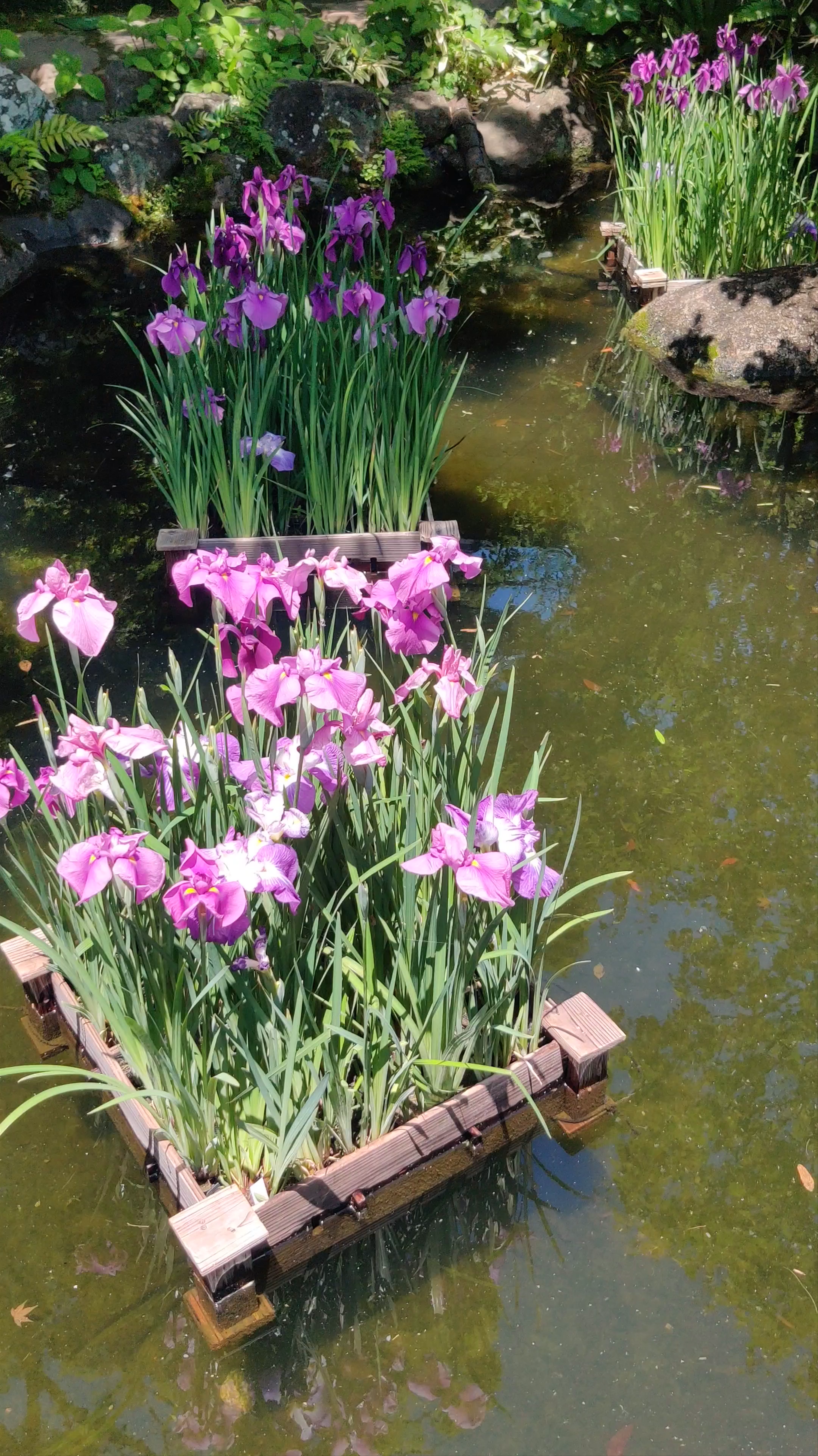 Serene Iris Blooms at Manji Pond, Kamakura