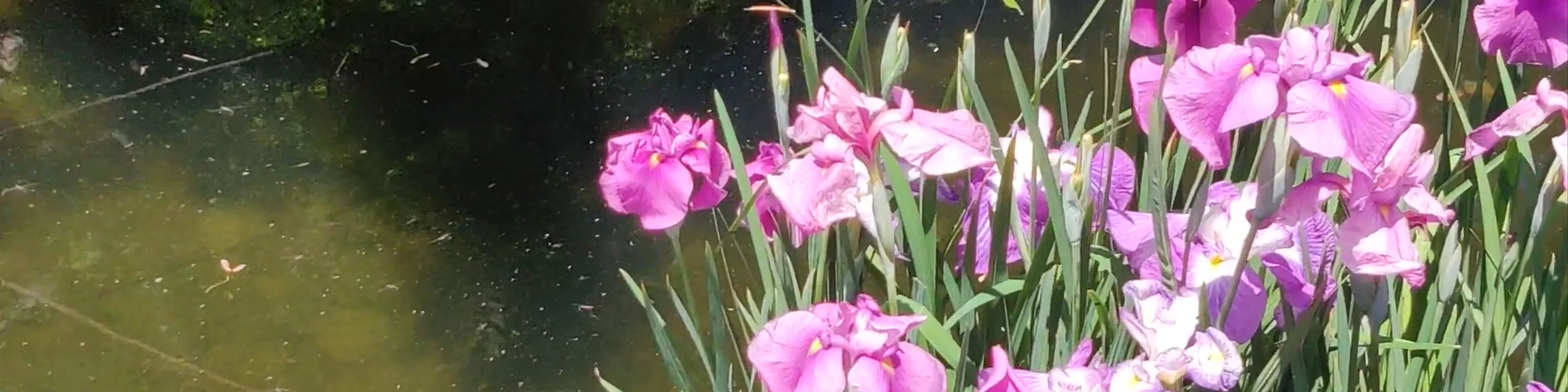 Manji Pond