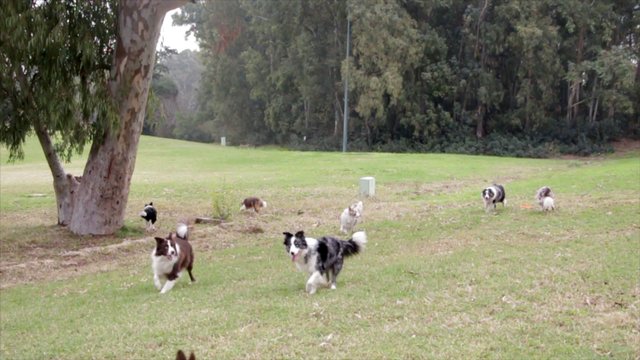 Border Collies playing in the park