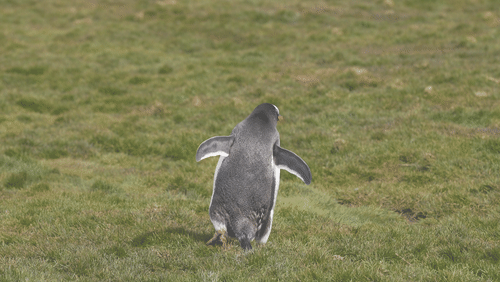 Untitled Work animated gif