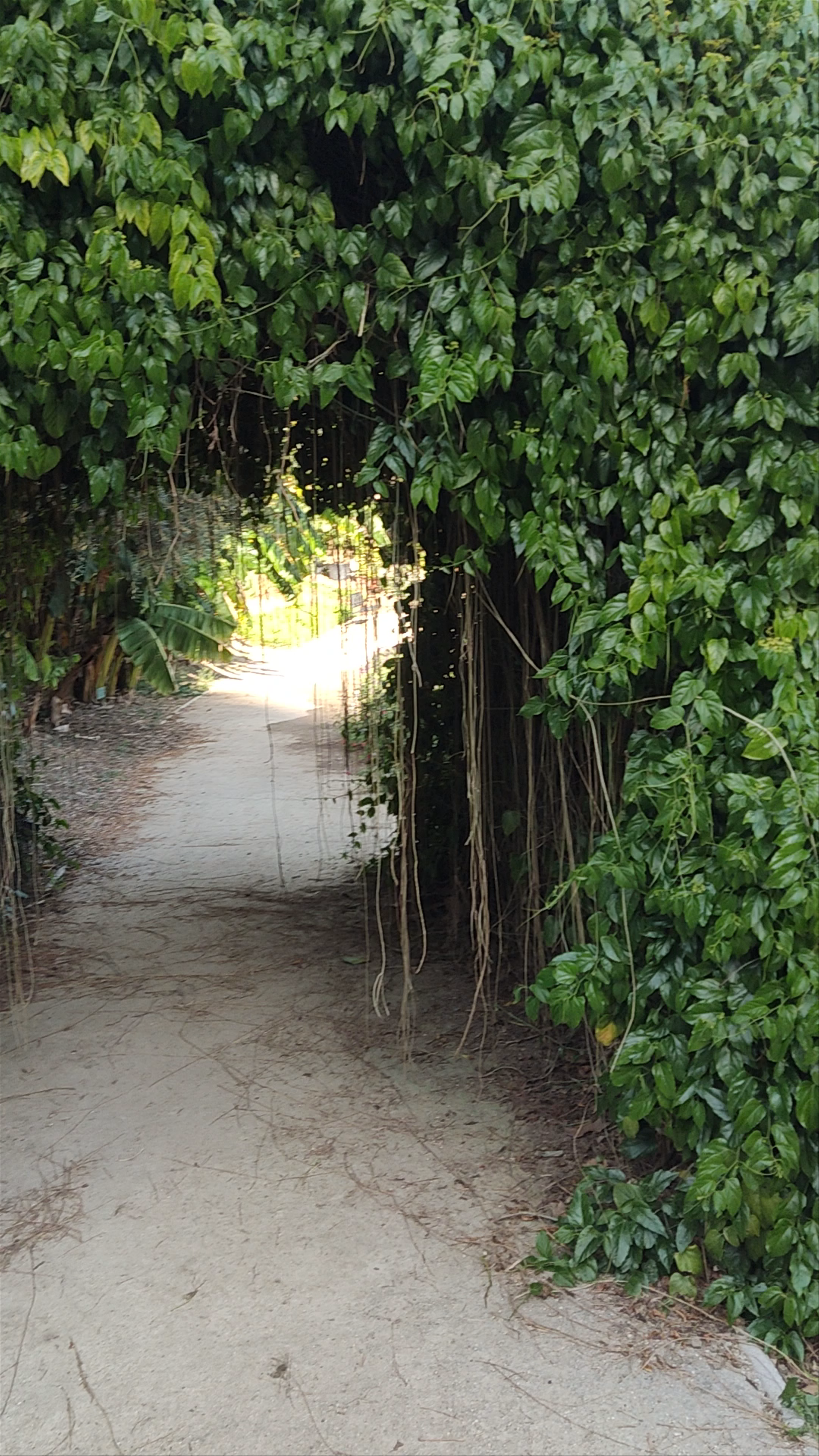Jardín Botánico Histórico La Concepción: A Lush Botanical Escape in Málaga
