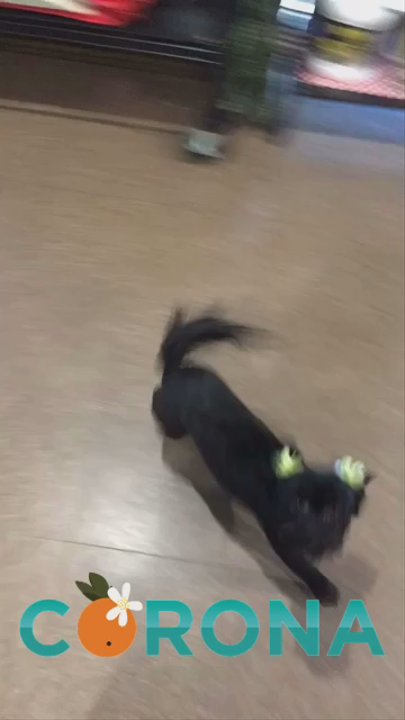 Riverwalk Pet Resort - Zoey after she was groomed - Pet Groomers Near Me - Riverside, California