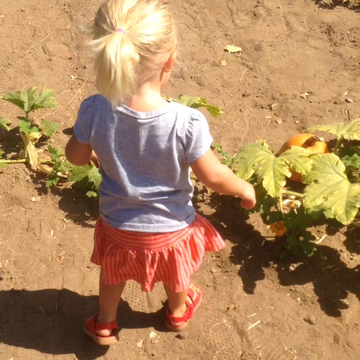 Pumpkin Station - Searching for pumpkins - Kids Activities Near Me - Bonita, California