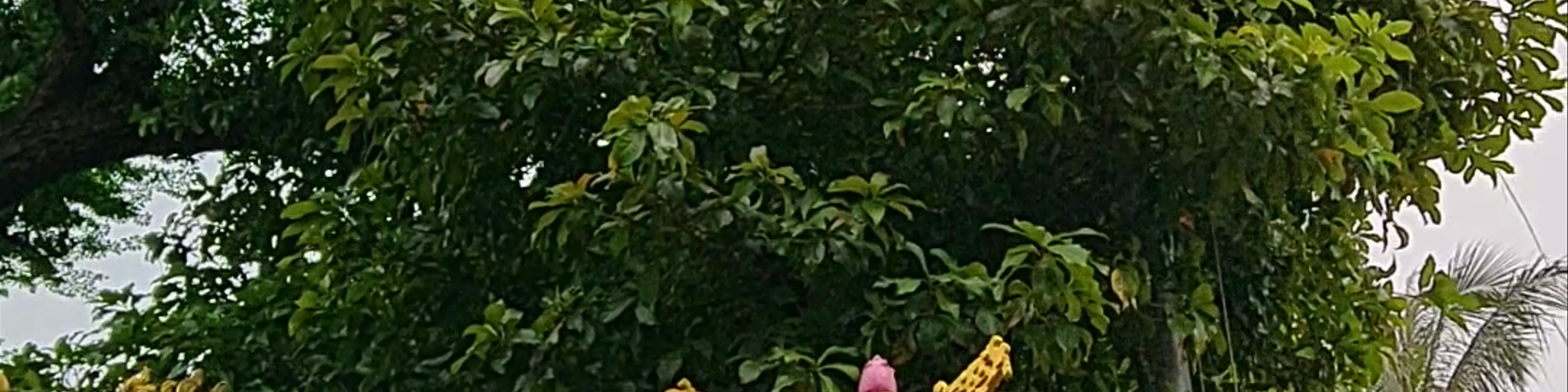 Tran Quoc Pagoda