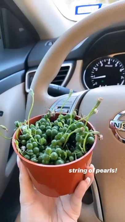 JRN Nursery 2 - Nurseries & Gardening Near Me - Houston, Texas