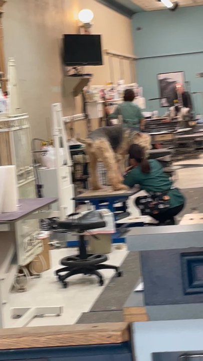 For Pets’ Sake - Horrible! How this poor dog is getting treated. - Pet Groomers Near Me - Alexandria, Virginia