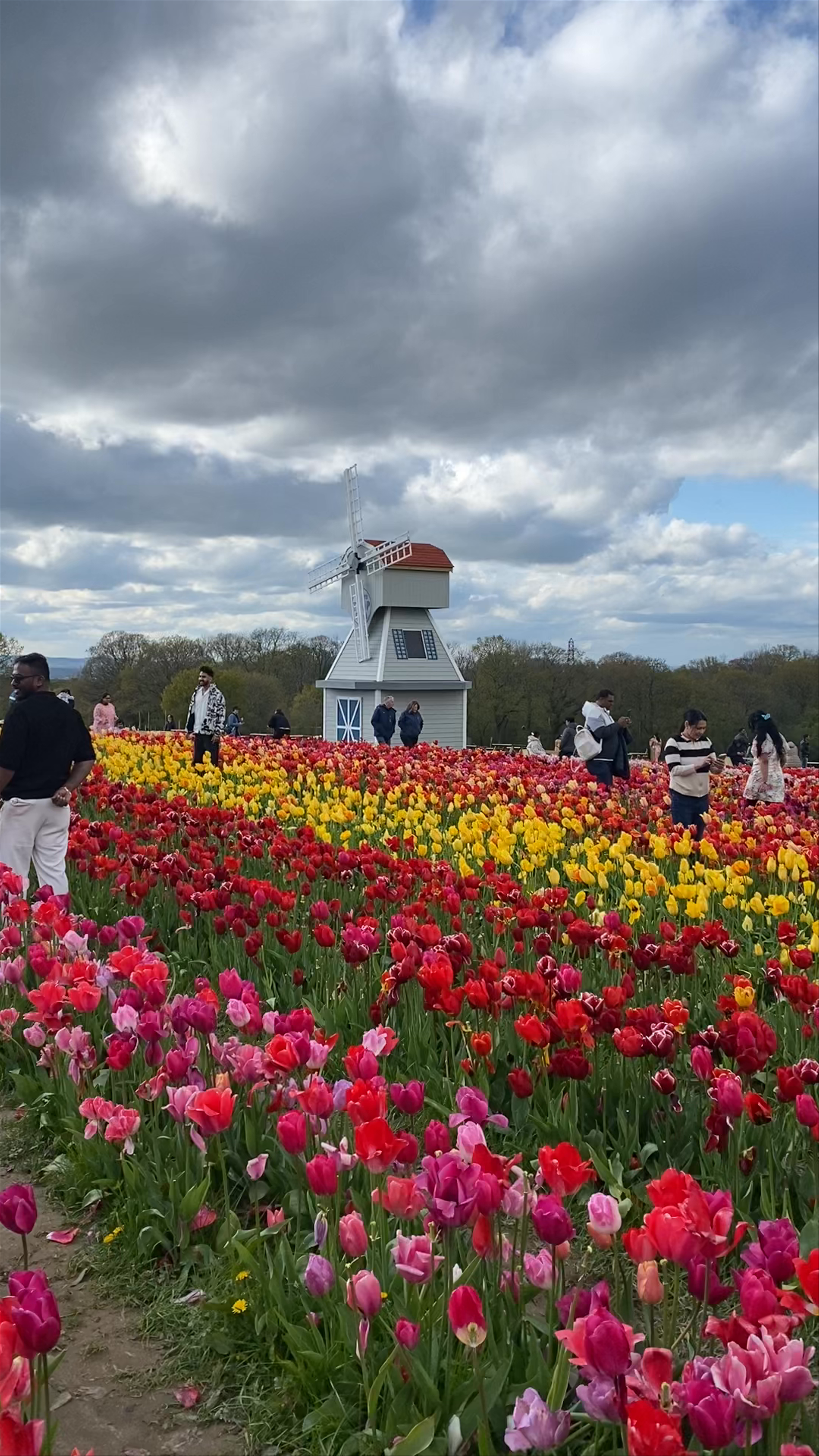 Tulleys Tulip Fest