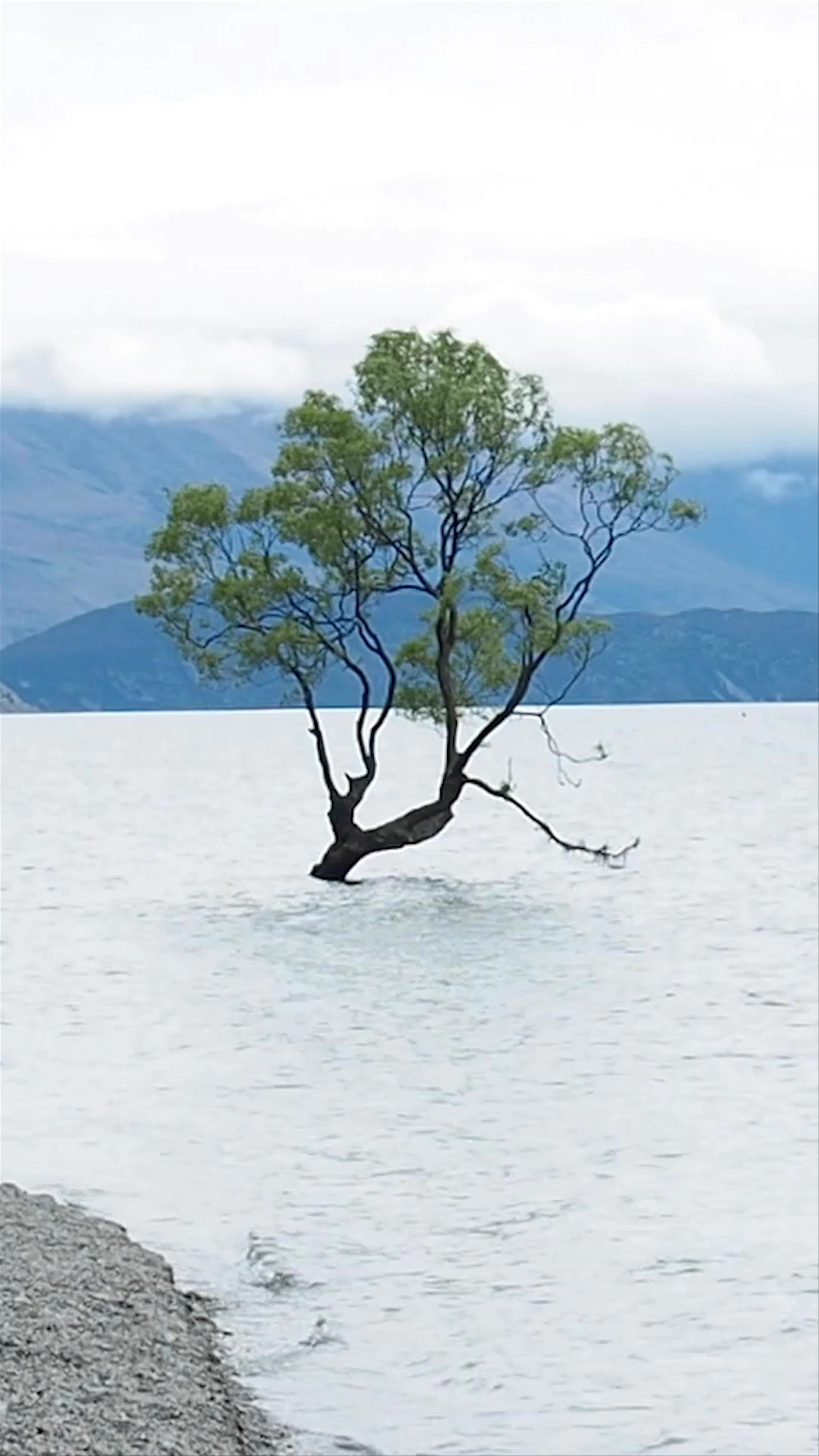 #ThatWanakaTree: Serene Solitude in Wanaka, New Zealand