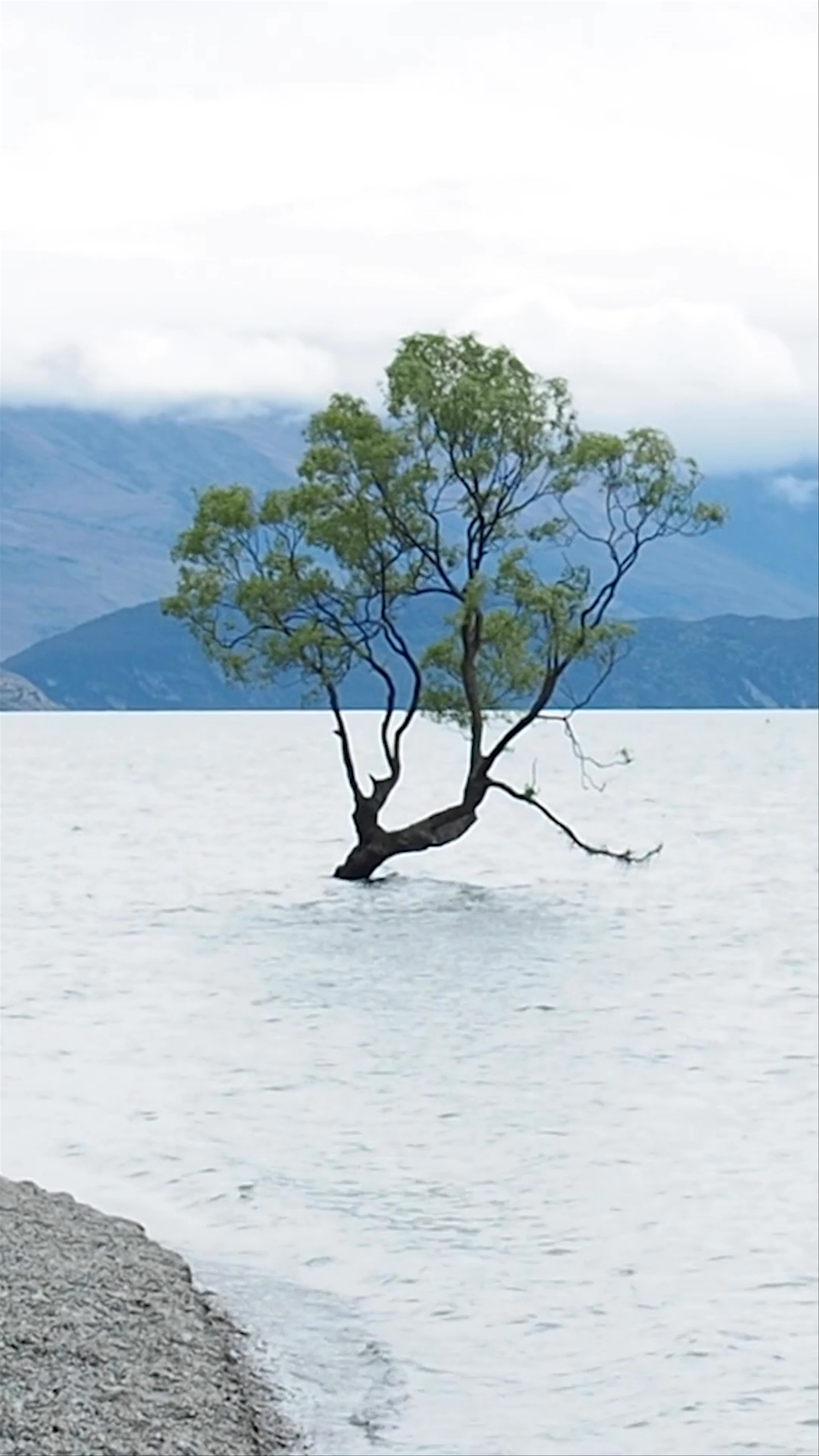 #ThatWanakaTree Wanaka Mount Aspiring Road