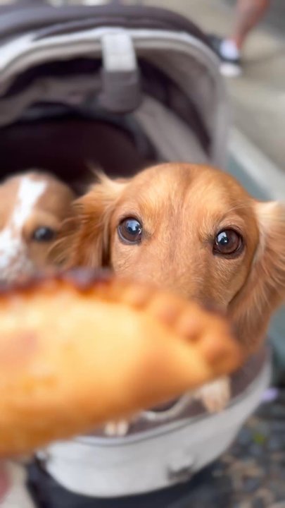 10 Empanadas - Empanadas Near Me - Kailua, Hawaii