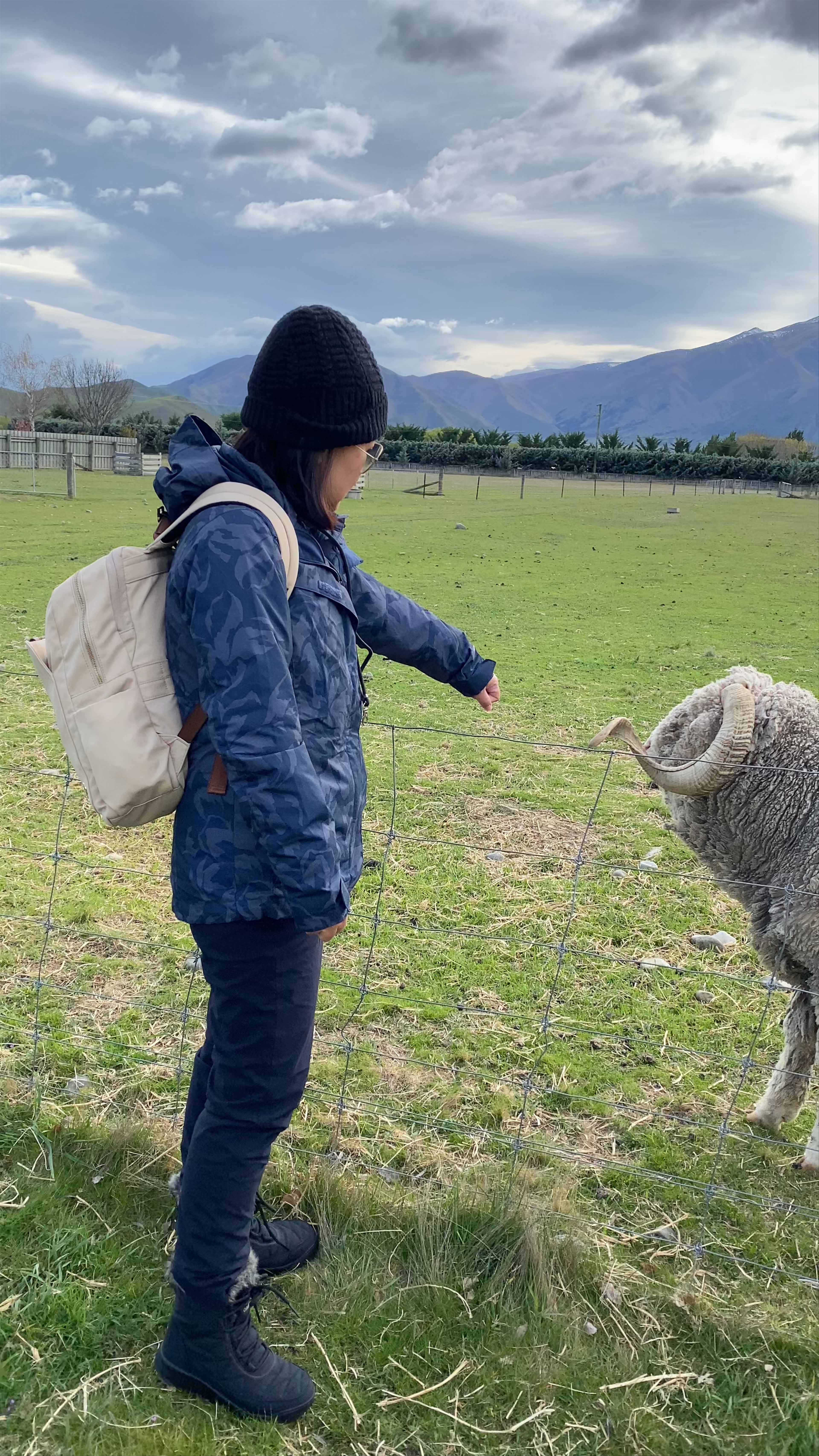 The Wrinkly Rams Omarama Avenue