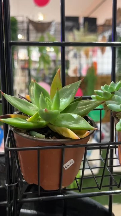 Ahluvit - Inside the store - Hats Near Me - Escondido, California