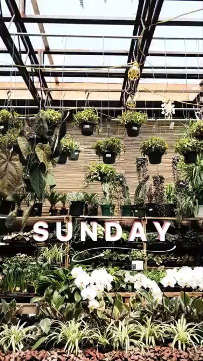 Mahoney's Garden Center - Nurseries & Gardening Near Me - Brighton, Massachusetts