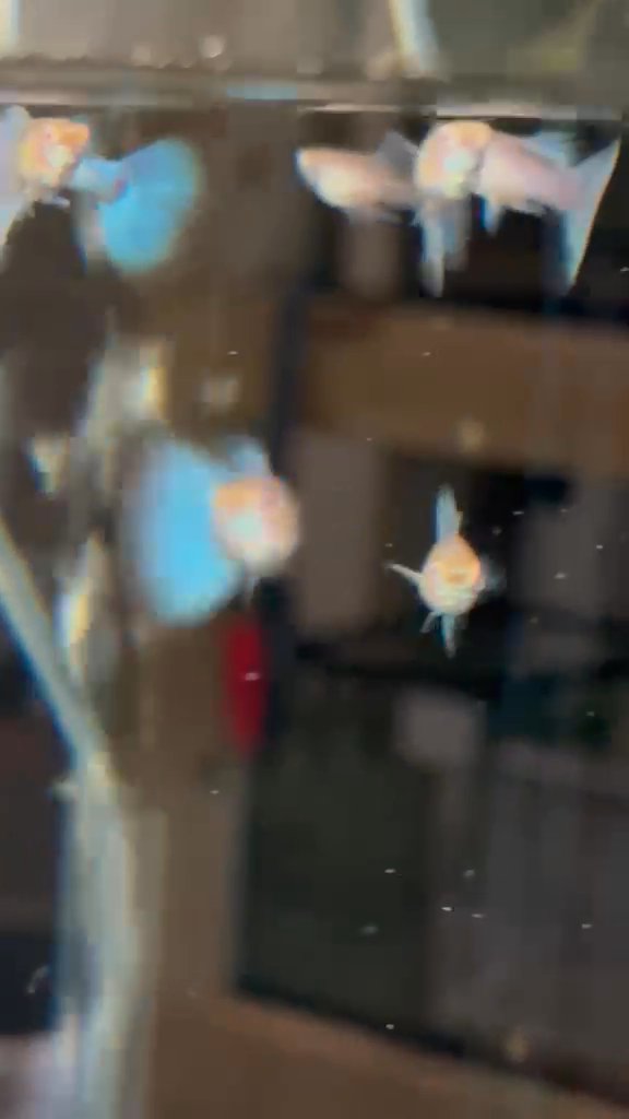 24K Gold Ribbon guppies pairs