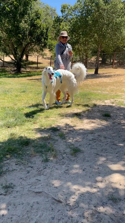 Paso Nogal Park - Sighthound admiration - Dog Parks Near Me - Pleasant Hill, California
