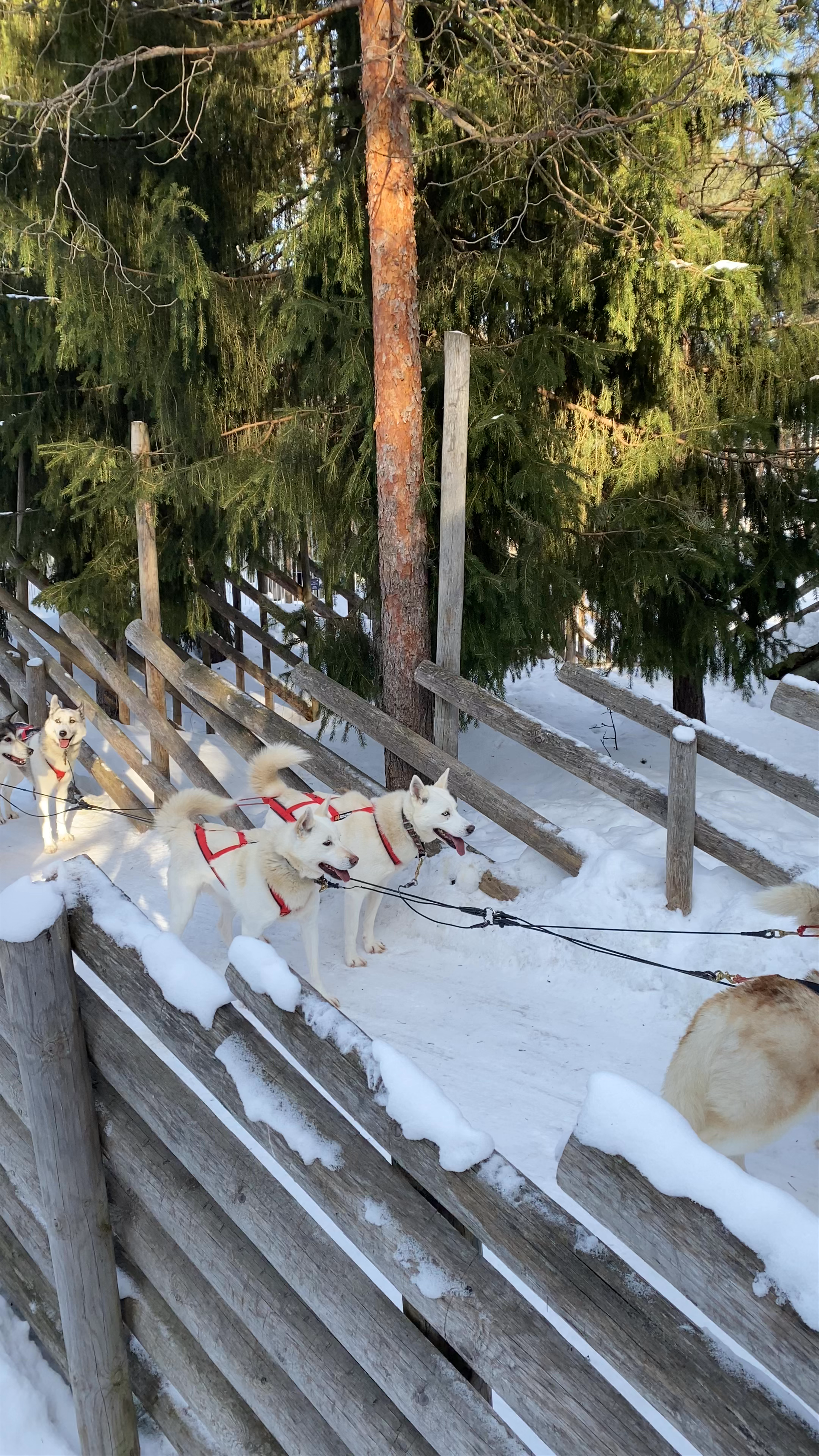 Arctic Circle Husky Park