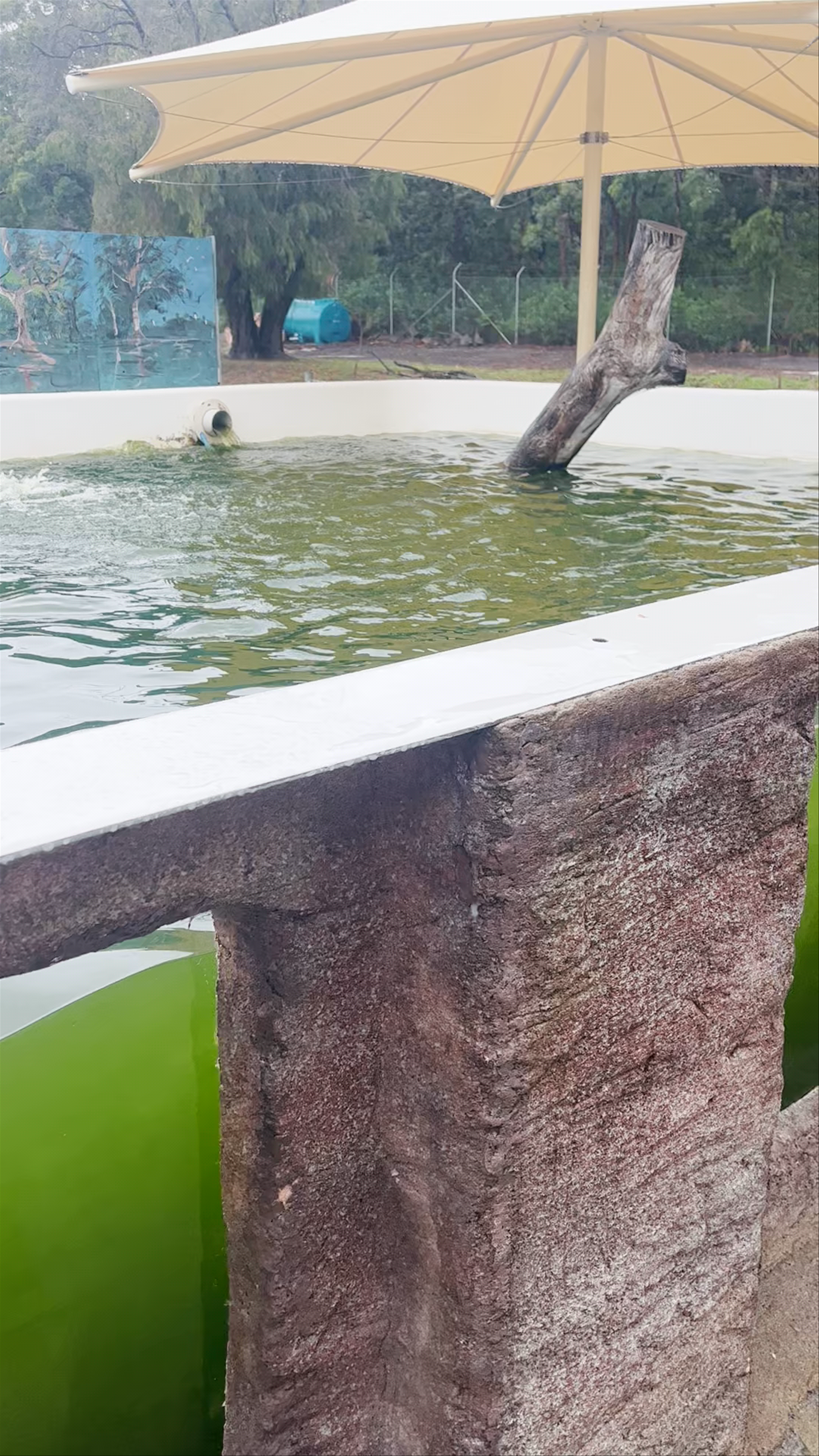 Irukandji Shark & Ray Encounters