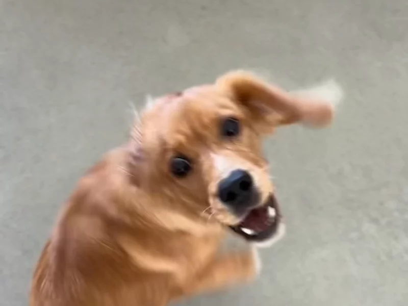 Doggie treats