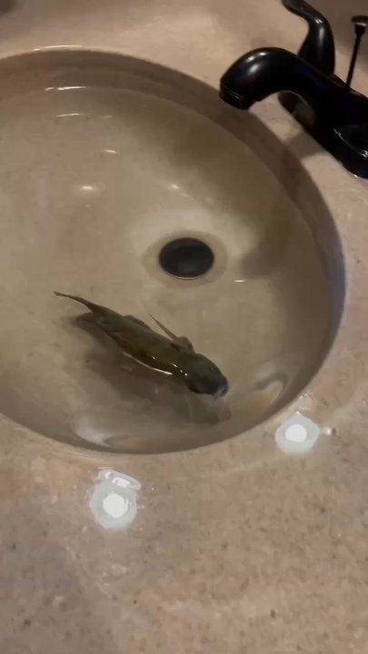 Camp Tejas - Aquatic intruder!!! - Campgrounds Near Me - Giddings, Texas