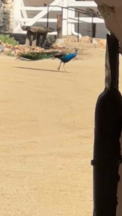 Leo Carrillo Ranch Historic Park - The Lone Leo Peacock  going by like a roadrunner. - Landmarks & Historical Buildings Near Me - Carlsbad, California