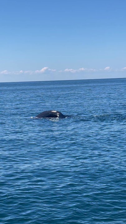 Hyannis Whale Watcher Cruises - Whale of a time - Whale Watching Tours Near Me - Barnstable, Massachusetts
