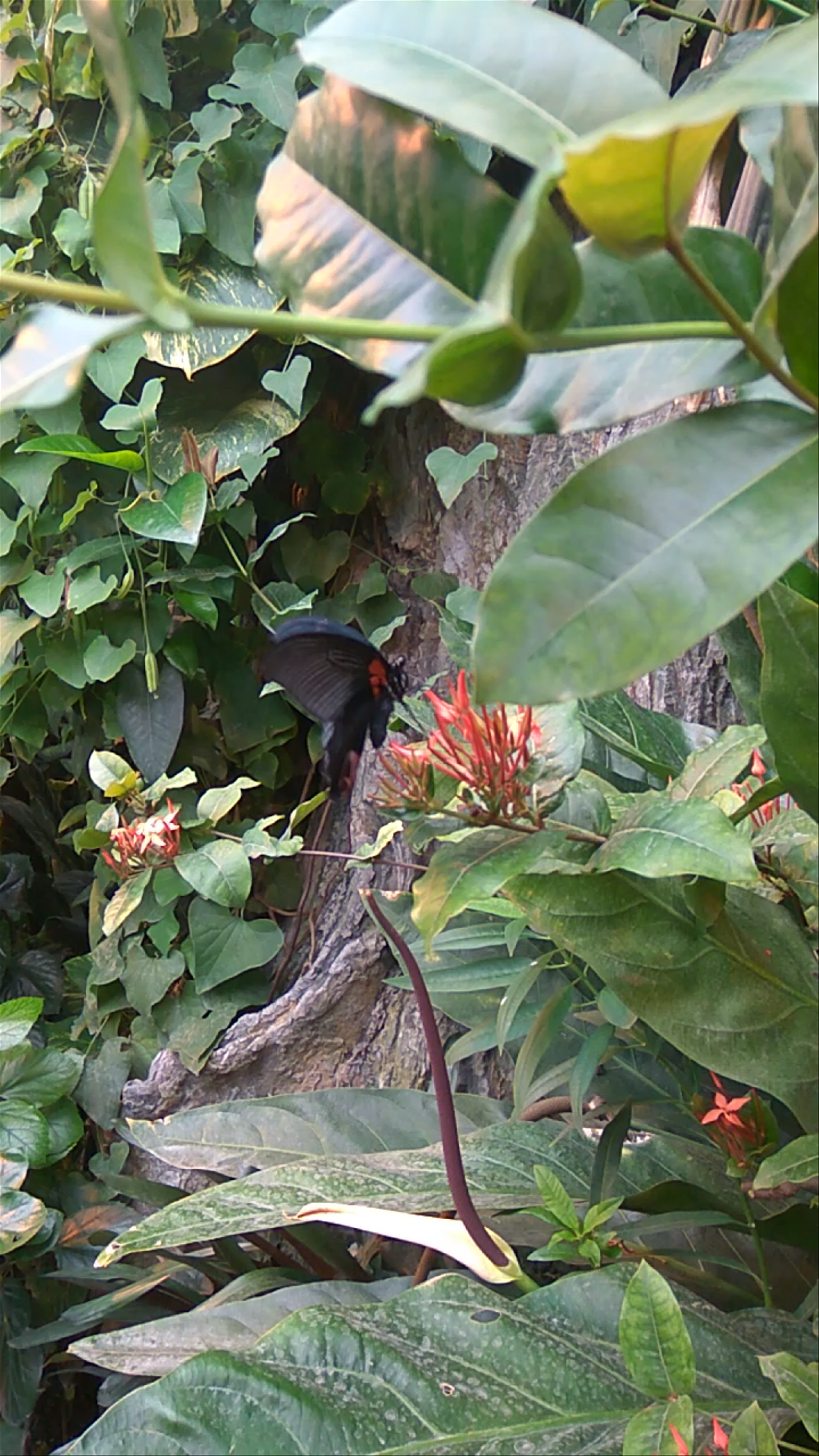 The Butterfly House, Vienna