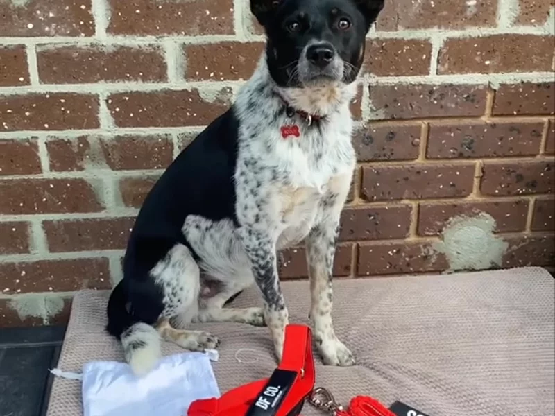 Dog Friendly Co