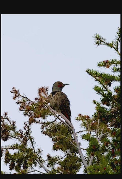Lunch Tree Hill Loop Trail - Sound on for the noisy Northern Flicker I found on the trail! - Hiking Near Me - Moran, Wyoming
