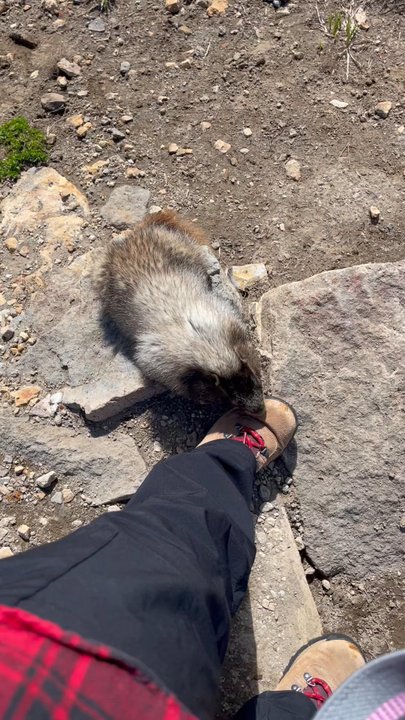 Mt Rainier - Margo approached while I was standing around. She was a cutie pie. Please do not feed or agitate the animals - but enjoy their company! - Climbing Near Me