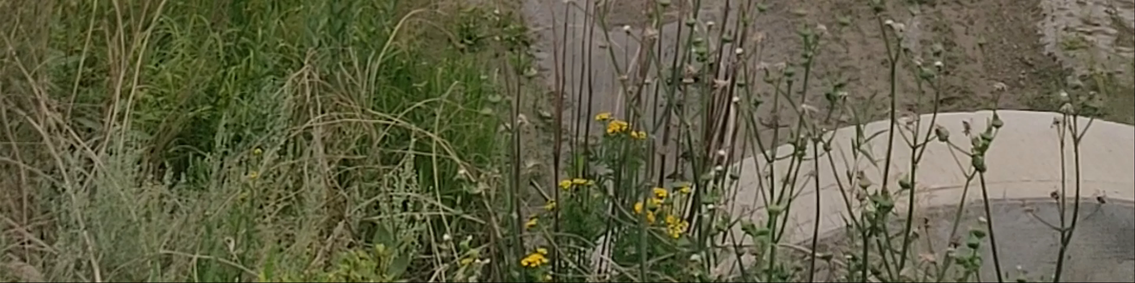 Wedgewood Ravine 