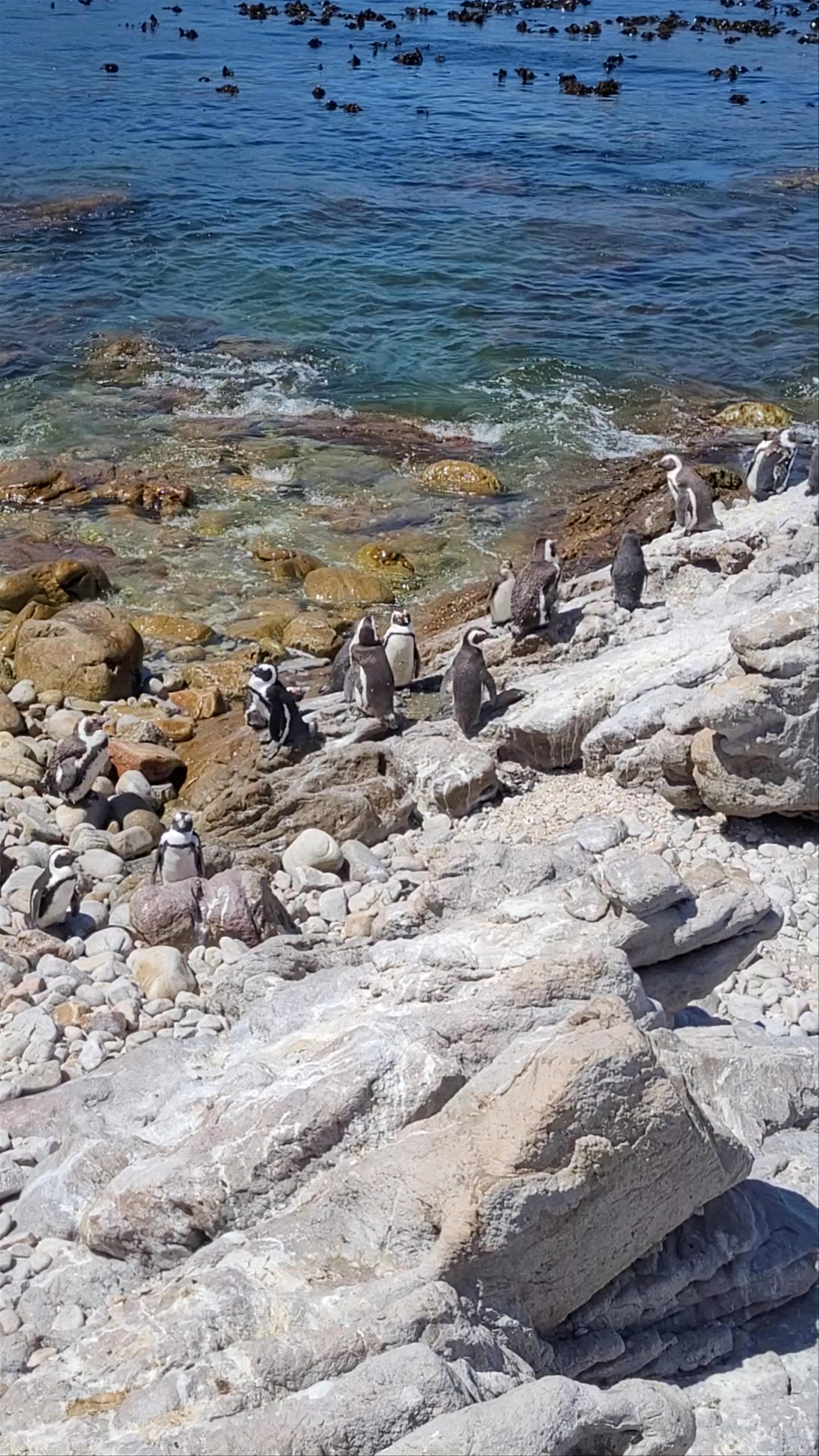 Stony Point Penguin Colony