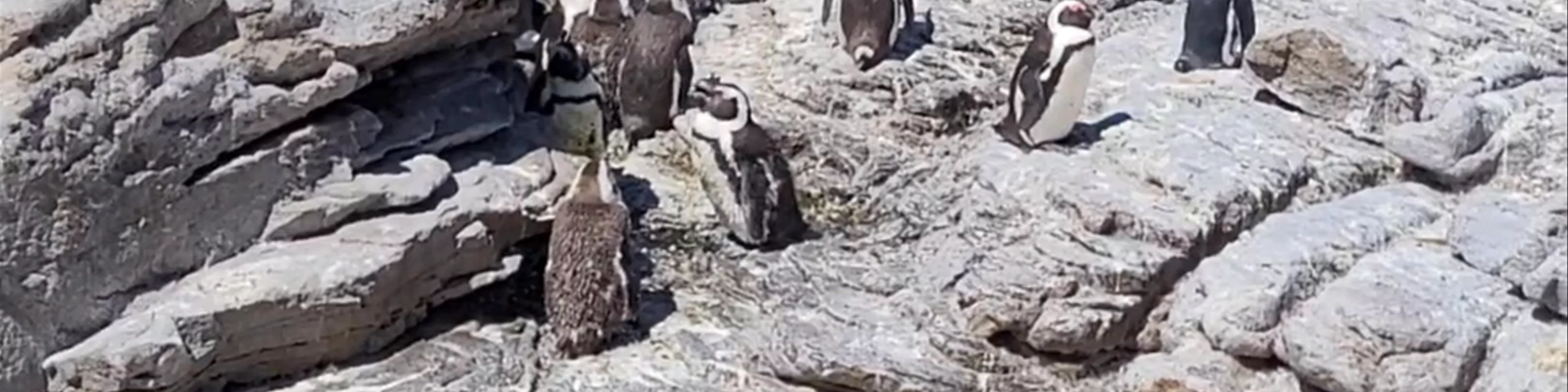 Stony Point Penguin Colony