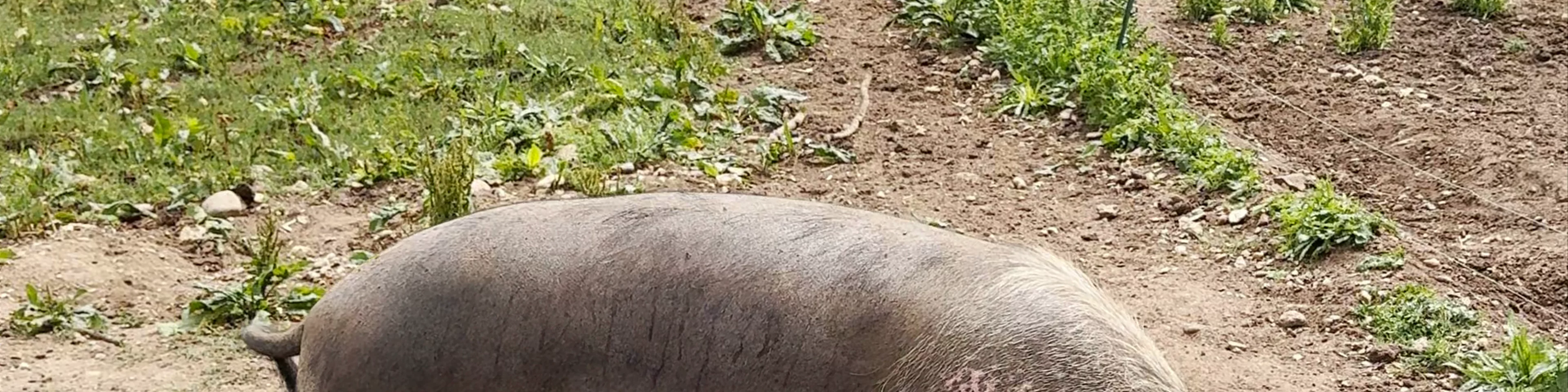 Jimmyʼs Farm & Wildlife Park